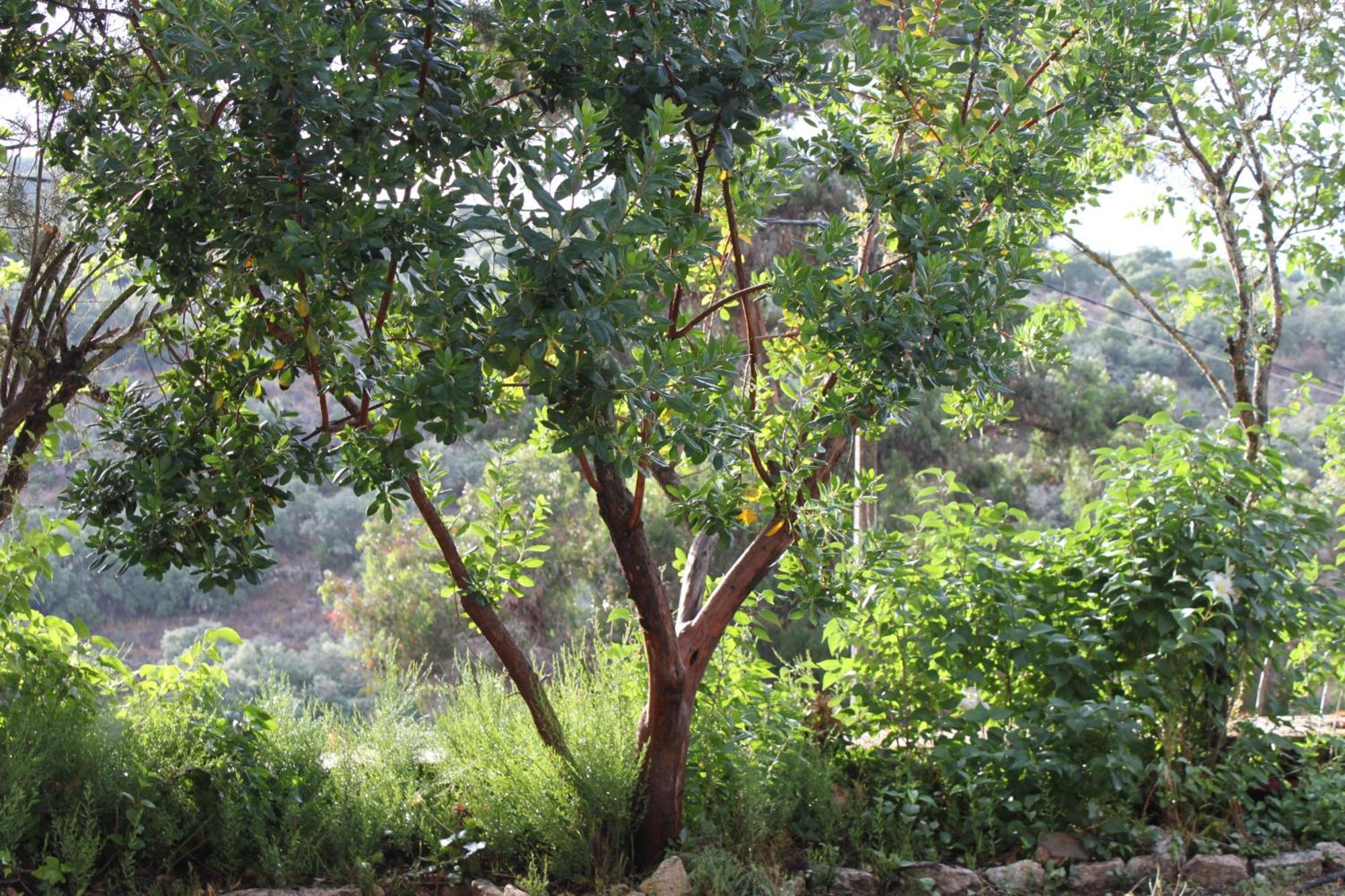 La Fregeneda Casa Rural Camino De Hierro I Y II מראה חיצוני תמונה
